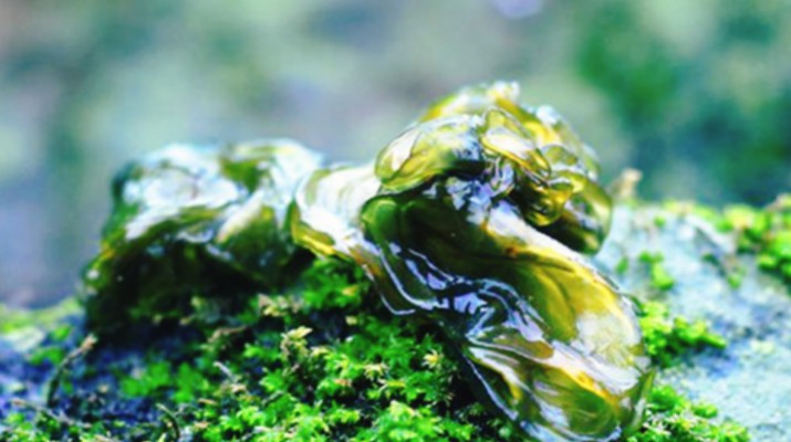 享游渭河源丨舌尖上的渭河源，野菜飄香的春日盛宴