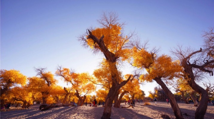 踏歌而行，文旅融合綻芳華——甘肅文旅產(chǎn)業(yè)集團(tuán)六年發(fā)展紀(jì)實(shí)